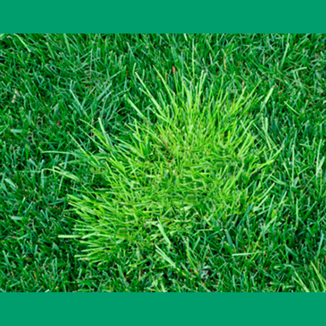 TourTurf® FTE Respond® Extreme Fine Turf Enhancer Wetting Agent  