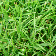 TourTurf® FTE Respond® Extreme Fine Turf Enhancer Wetting Agent  