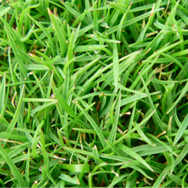 TourTurf® FTE Respond® Extreme Fine Turf Enhancer Wetting Agent  