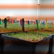 TourTurf® FTE Respond® Extreme Fine Turf Enhancer Wetting Agent  