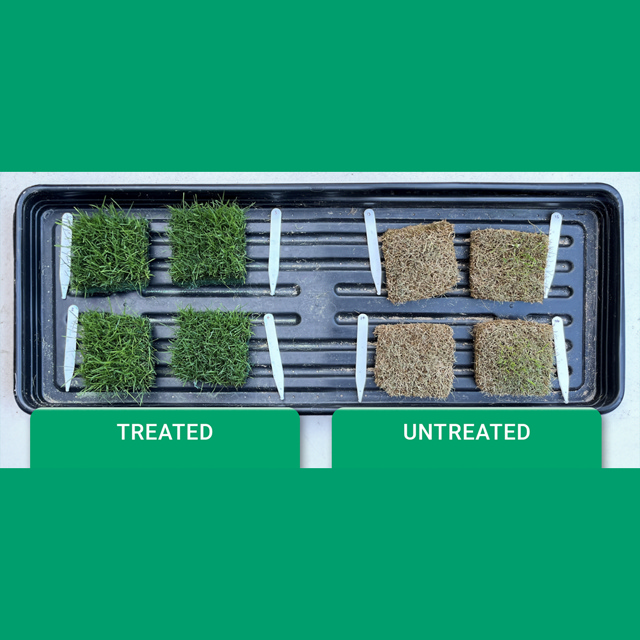 TourTurf® GTP Green Turf Paint 