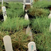 TourTurf IDC Infill Defence Concept  9-0-0 + 4% Fe