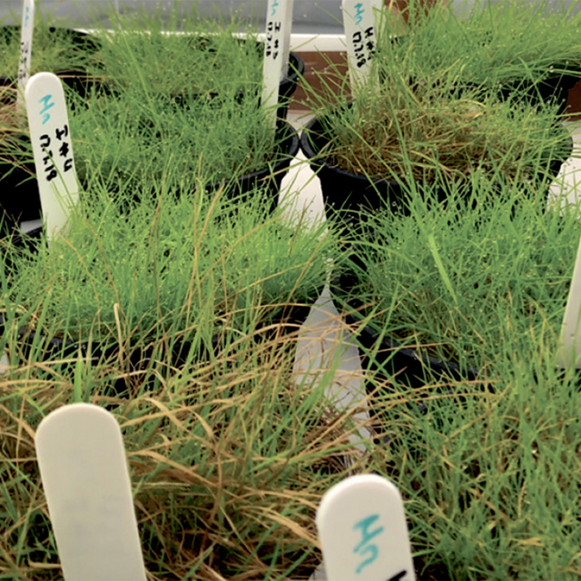 TourTurf IDC Infill Defence Concept  9-0-0 + 4% Fe