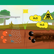 TourTurf® Thatch-Less® OXT Oxygen Turf  22-0-0 + 7% CaO