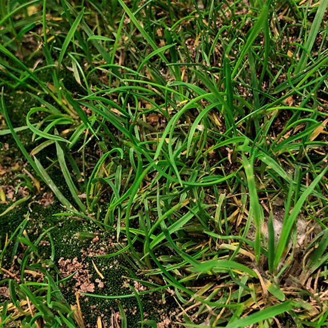 TourTurf® TSA Turf Surface Accelerator