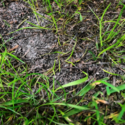 TourTurf® TSA Turf Surface Accelerator